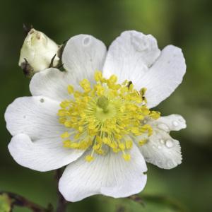 Photographie n°2238380 du taxon Rosa arvensis Huds. [1762]