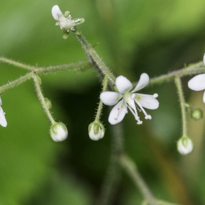 Photographie n°2238390 du taxon Saxifraga hirsuta L. [1759]