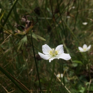 Photographie n°2238392 du taxon Parnassia palustris L.