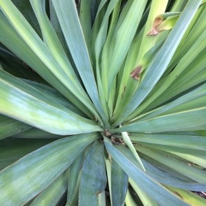Photographie n°2238407 du taxon Yucca gloriosa L. [1753]