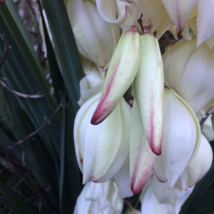 Photographie n°2238408 du taxon Yucca gloriosa L. [1753]