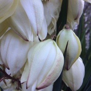 Photographie n°2238411 du taxon Yucca gloriosa L. [1753]