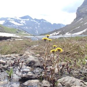 Photographie n°2238418 du taxon Tussilago farfara L. [1753]