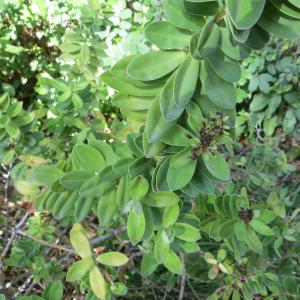  - Hebe Comm. ex Juss. [1789]