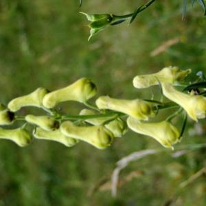 Photographie n°2238455 du taxon Aconitum lycoctonum L. [1753]