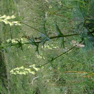 Photographie n°2238456 du taxon Aconitum lycoctonum L. [1753]