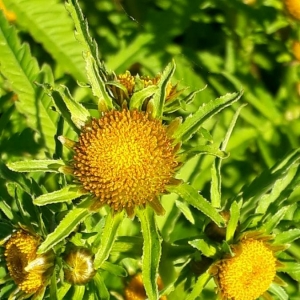 Photographie n°2238505 du taxon Bidens tripartita L. [1753]