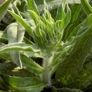 Photographie n°2238561 du taxon Echium vulgare L.