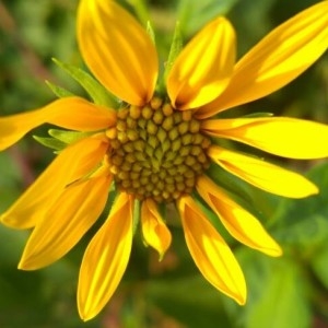 Photographie n°2238565 du taxon Rudbeckia laciniata L. [1753]