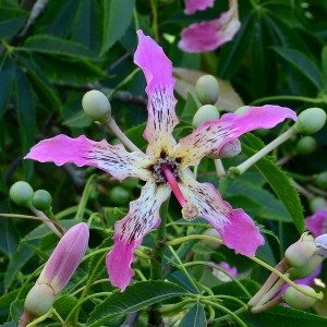 Ceiba speciosa (A.St.-Hil., A.Juss. & Cambess.) Ravenna