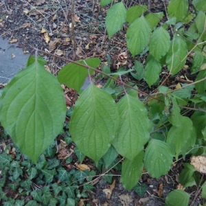 Photographie n°2238632 du taxon Cornus sericea L. [1771]