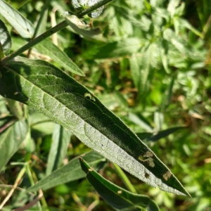 Photographie n°2238657 du taxon Lythrum salicaria L.