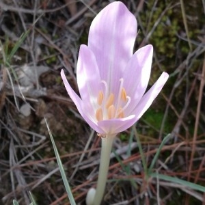 Photographie n°2238664 du taxon Colchicum longifolium Castagne [1845]