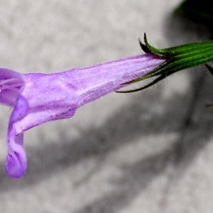 Photographie n°2238779 du taxon Clinopodium nepeta subsp. sylvaticum (Bromf.) Peruzzi & F.Conti [2008]