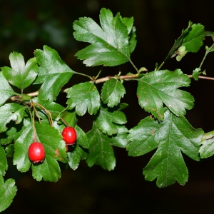 Photographie n°2238795 du taxon Crataegus laevigata (Poir.) DC. [1825]