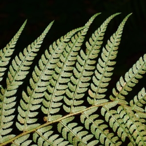 Photographie n°2238798 du taxon Polystichum setiferum (Forssk.) T.Moore ex Woyn. [1913]