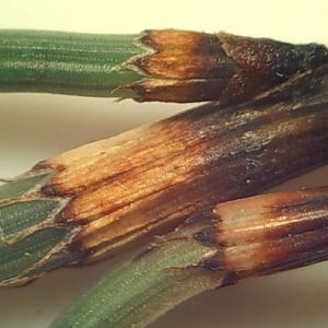 Photographie n°2238820 du taxon Equisetum ramosissimum Desf. [1799]