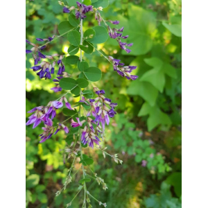 Lespedeza bicolor Turcz. (Bosklaver)