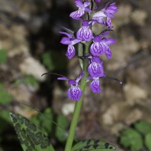 Photographie n°2238903 du taxon Dactylorhiza majalis subsp. alpestris (Pugsley) Senghas [1968]