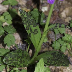 Photographie n°2238905 du taxon Dactylorhiza majalis subsp. alpestris (Pugsley) Senghas [1968]