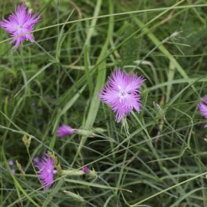 Photographie n°2238906 du taxon Dianthus hyssopifolius L. [1755]