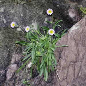 Photographie n°2238910 du taxon Erigeron alpinus L. [1753]