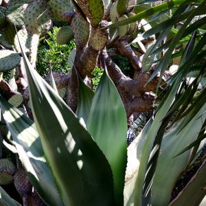 Photographie n°2238951 du taxon Agave salmiana Otto [1842]