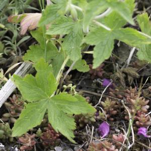 Photographie n°2238952 du taxon Geranium endressii J.Gay [1832]