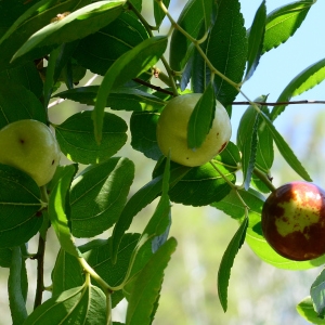 Photographie n°2239020 du taxon Ziziphus jujuba Mill. [1768]