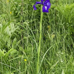 Photographie n°2239066 du taxon Iris latifolia (Mill.) Voss [1895]