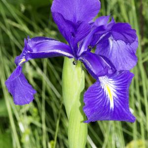 Photographie n°2239067 du taxon Iris latifolia (Mill.) Voss [1895]