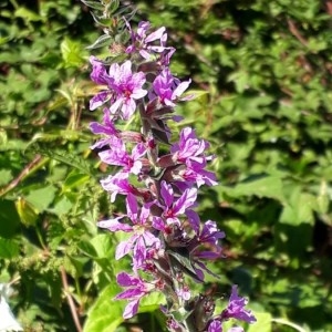 Photographie n°2239092 du taxon Lythrum salicaria L.