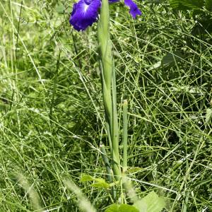 Photographie n°2239139 du taxon Iris latifolia (Mill.) Voss [1895]