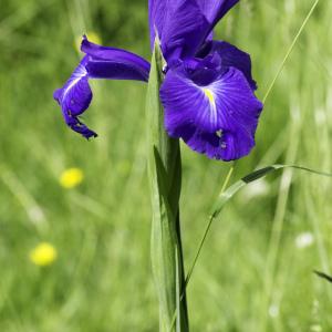 Photographie n°2239140 du taxon Iris latifolia (Mill.) Voss [1895]