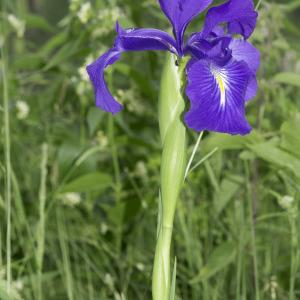 Photographie n°2239148 du taxon Iris latifolia (Mill.) Voss [1895]