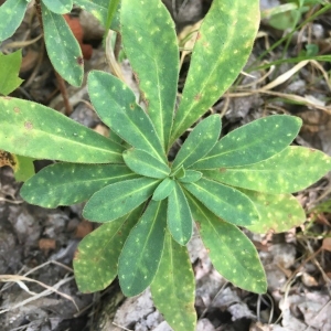 Photographie n°2239151 du taxon Euphorbia amygdaloides L. [1753]