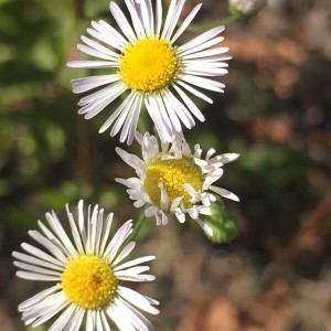  - Erigeron philadelphicus L. [1753]