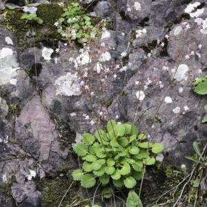 Photographie n°2239174 du taxon Saxifraga hirsuta L. [1759]