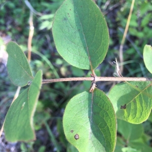 Photographie n°2239202 du taxon Lonicera xylosteum L. [1753]
