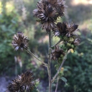 Photographie n°2239205 du taxon Cirsium arvense (L.) Scop. [1772]