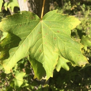 Photographie n°2239216 du taxon Acer pseudoplatanus L. [1753]