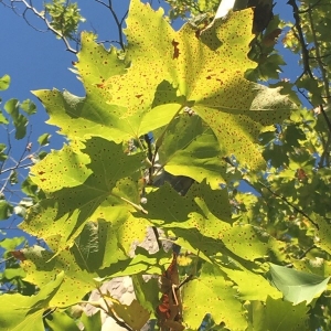 Photographie n°2239217 du taxon Platanus x hispanica Mill. ex Münchh. [1770]