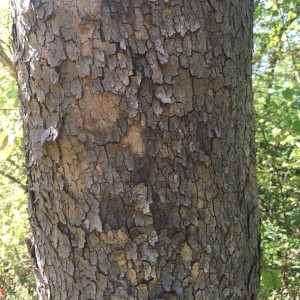 Photographie n°2239218 du taxon Platanus x hispanica Mill. ex Münchh. [1770]