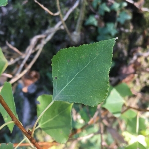 Photographie n°2239231 du taxon Populus nigra L. [1753]