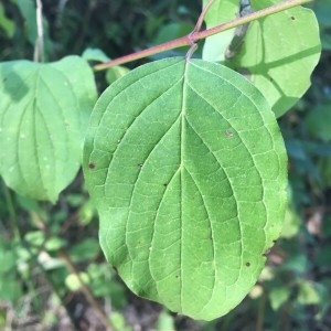 Photographie n°2239234 du taxon Cornus sanguinea L. [1753]