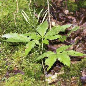 Photographie n°2239244 du taxon Cardamine pentaphyllos (L.) Crantz