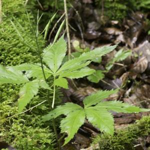 Photographie n°2239246 du taxon Cardamine pentaphyllos (L.) Crantz