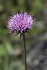 Jean-Jacques Houdré, le  5 juillet 2018 (Laruns (Gorges du Bitet))