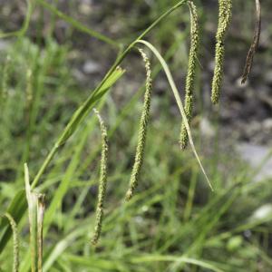 Photographie n°2239253 du taxon Carex pendula Huds.