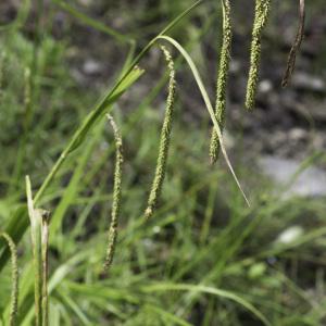 Photographie n°2239254 du taxon Carex pendula Huds.